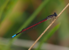 Oxyagrion hempeli