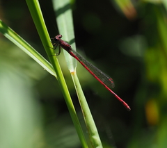 Oxyagrion pavidum