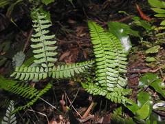 Polystichum hancockii