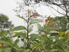 Alniphyllum pterospermum