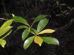 Ternstroemia gymnanthera