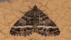 Chrysolarentia vicissata