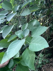 Endospermum chinense