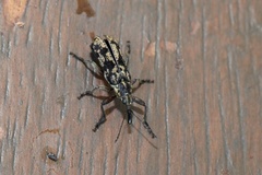 Isacanthodes