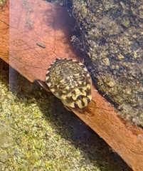 Ambrysus