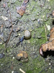 Oxychilus draparnaudi