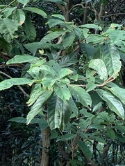 Sterculia lanceolata