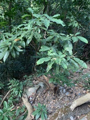 Sterculia lanceolata