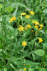 Crepis lyrata