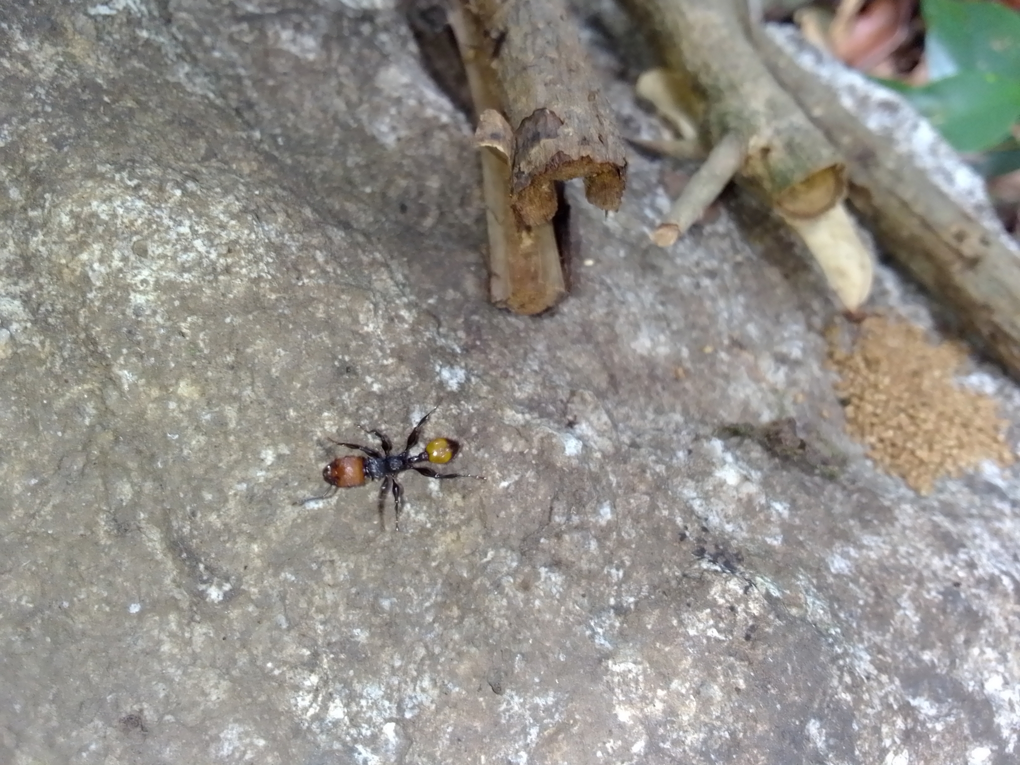 Podomyrma gastralis