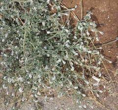 Heliotropium hirsutissimum