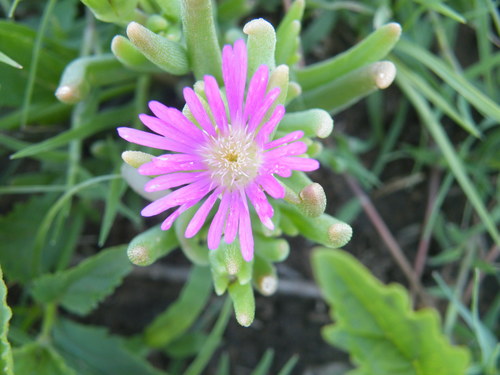 Image of Delosperma floribundum by (c) Antoinette Eyssell Knox, some rights reserved (CC BY-SA)