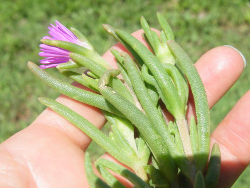Image of Delosperma floribundum by (c) Antoinette Eyssell Knox, some rights reserved (CC BY-SA)