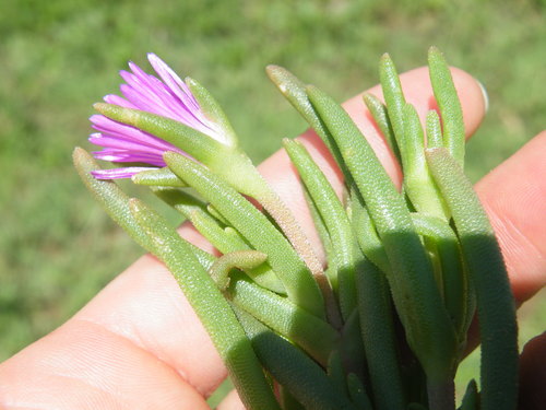 Image of Delosperma floribundum by (c) Antoinette Eyssell Knox, some rights reserved (CC BY-SA)