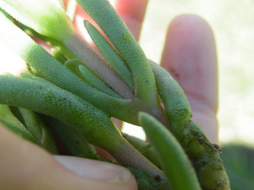 Image of Delosperma floribundum by (c) Antoinette Eyssell Knox, some rights reserved (CC BY-SA)