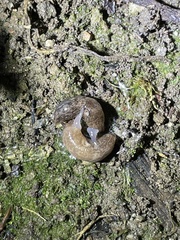 Deroceras reticulatum