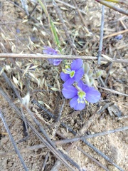 Heliophila acuminata