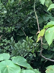 Garcinia oblongifolia