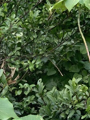 Garcinia oblongifolia