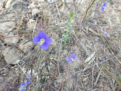 Heliophila acuminata