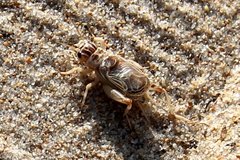 Eugryllodes escalerae