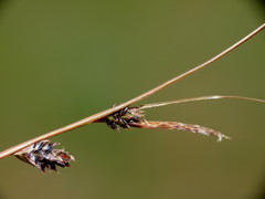 Carex traversii