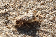 Eugryllodes escalerae