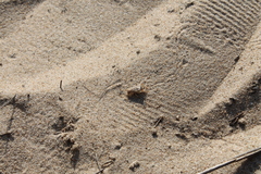 Eugryllodes escalerae