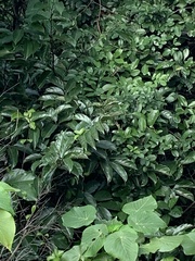 Artocarpus hypargyreus