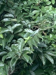 Artocarpus hypargyreus