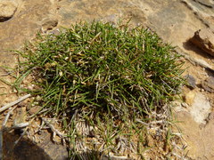 Zoysia minima