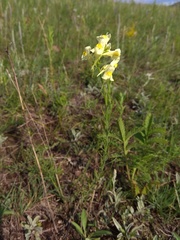 Linaria biebersteinii ruthenica