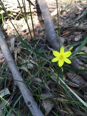Tricoryne simplex