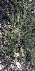 Hermannia filifolia