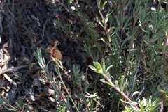 Hermannia filifolia