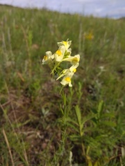 Linaria biebersteinii ruthenica