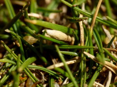Zoysia minima