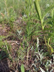 Linaria biebersteinii ruthenica