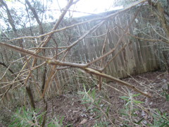 Acrophylla wuelfingi