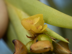 Oxystophyllum carnosum