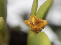 Oxystophyllum carnosum