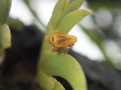 Oxystophyllum carnosum