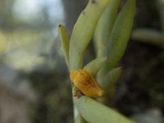 Oxystophyllum carnosum