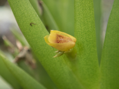 Oxystophyllum carnosum