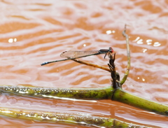 Pseudagrion acaciae