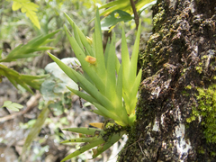 Oxystophyllum carnosum