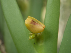 Oxystophyllum carnosum