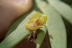 Oxystophyllum carnosum