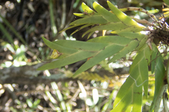 Oxystophyllum carnosum