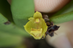 Oxystophyllum carnosum